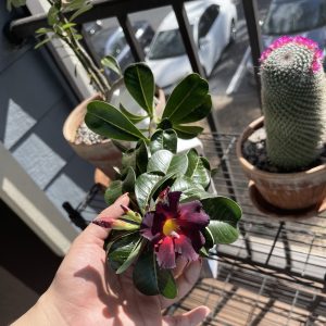 A picture of a blooming desert rose, held by a hand; in the background can be seen a flowering cactus.
