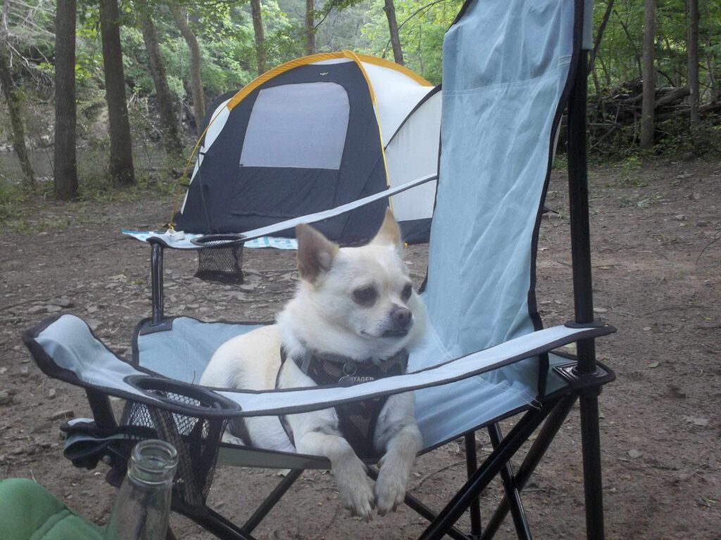 Ollie camping in Virginia